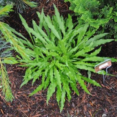 Hosta 'Hacksaw'